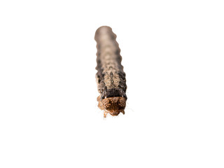 Dark grey and brown caterpillar front view isolated