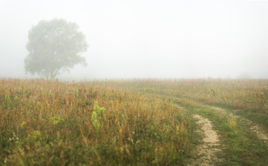Obraz na płótnie Canvas Beautiful panoramic early morning foggy countryside nature background. Green meadow, single foggy tree, rural road and horizon line. Horizontal color photography.