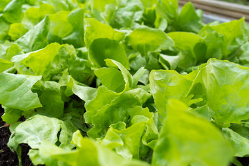 Fresh green lettuce salad leaves closeup.