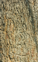 striped wood beautiful , ideal for background design