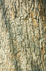 Fototapeta premium striped wood beautiful , ideal for background design
