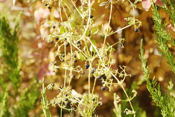 green bushes and small black berries
