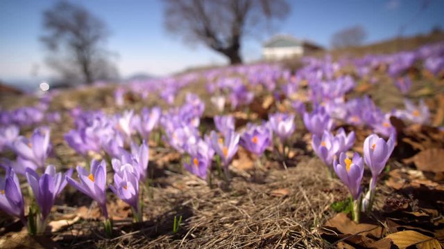 Wild corcus in spring on the meadow