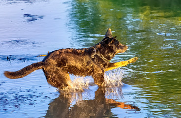 Dog having fun in a river