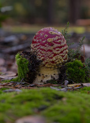 Fly Agaric (Amanita muscaria)