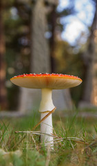 Fly Agaric (Amanita muscaria)