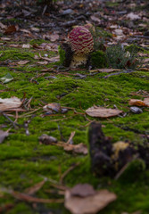 Fly Agaric (Amanita muscaria)
