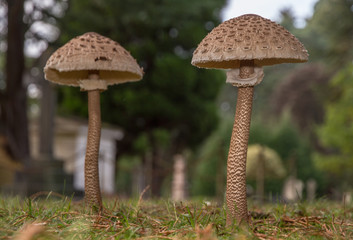 'Pairasol' (Macrolepiota procera)