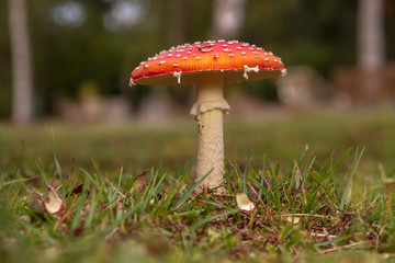 Fly Agaric (Amanita muscaria)