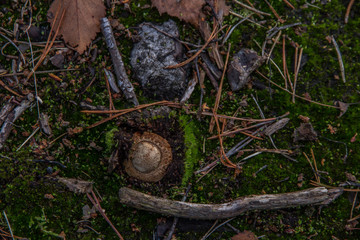 Fly Agaric (Amanita muscaria)