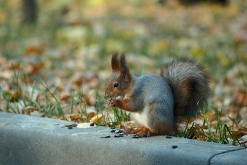 Gray squirrel in a city