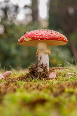 'Fly' Agaric (Amanita muscaria)