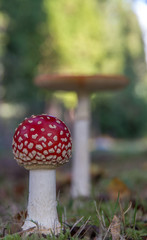 Fly Agaric (Amanita muscaria)