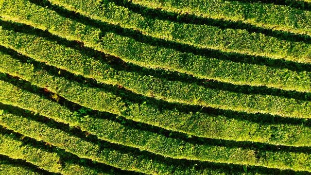 Green tea plantation aerial view. Asian organic farming, tea growing. Beautiful rows of tea bushes, drone flight. The tea plantations background, plantations in morning light