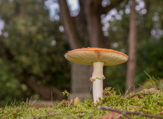 Fly Agaric (Amanita muscaria)