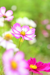 コスモス