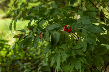 Wild red berries fruits and leaves in forest, spring day