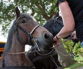 Horses