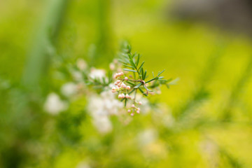 soft focus little white flower blurred green nature fresh background. eco green environment . lovely nature ralaxation holiday background. wallpaper to fresh eyes.