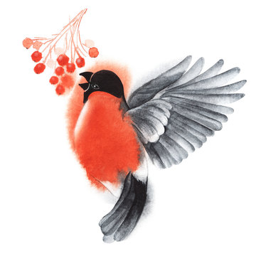 Decorative illustration. Bullfinch on the fly eats red clusters of rowan berries. Plitsa pecks berries. Red winter fluffy bird. Christmas card Hand drawn watercolor illustration on a white background