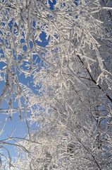 Frozen Tree Branches Covered In Snow And Ice. Blue sky. Winter wonderland.