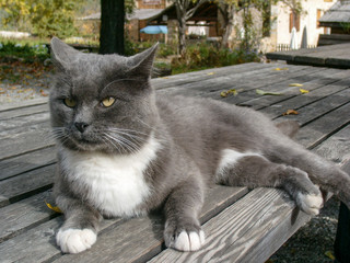 Gray-white cat with yellow eyes enjoying the sun on wooden table. French Alps mountains. Abbaye Notre-Dame de Boscodon, France.