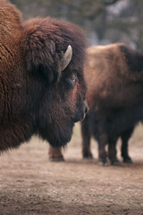 Fototapeta premium Close up of the head of a buffalo