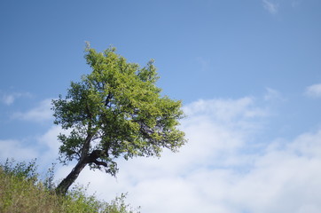 Single tree on a slope in the mountains against blue sky with copy space