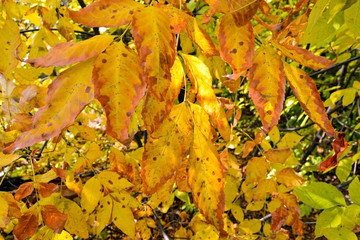 The photo shows a background with beautiful autumn leaves