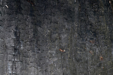 Background with burnt wood texture. Black charred wood background.