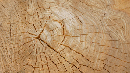 Fototapeta premium sawn wood texture