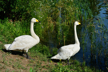 white geese on the lake