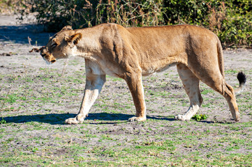 Lioness chase images in a series of images, 1/9 lioness looking for warthog, up close