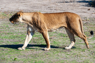 Lioness chase images in a series of images, 3/9 lioness looking for warthog, up close