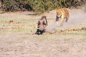 Lioness chase images in a series of images, 4/9 lioness chasing a warthog