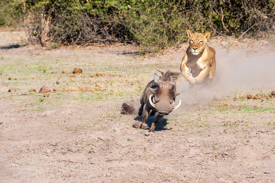 Lioness chase images in a series of images, 5/9 lioness chasing a warthog