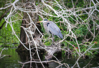 Héron Everglade Miami