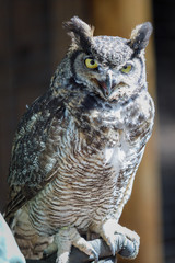 Bubo virginianus in Canada