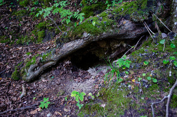 tree hollow