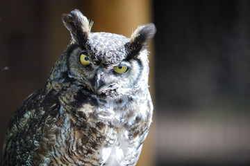 Bubo virginianus in Canada