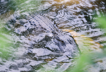 Alligator en plaine nature aux Everglade Miami USA