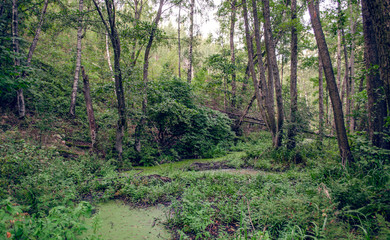 swamp in the forest