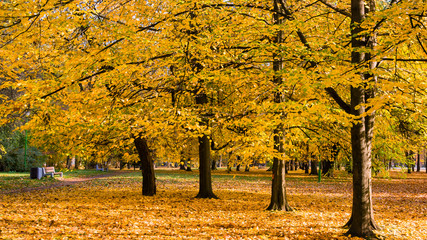  Park Konstytucji 3 Maja w Białymstoku, Jesień w parku Zwierzynieckim, Białystok, Podlasie