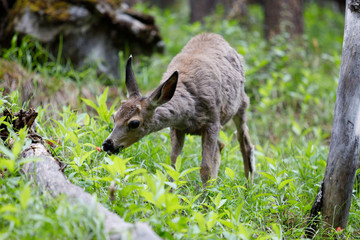 Odocoileus Virginianus in Alberta Canada