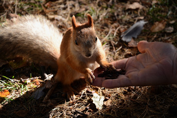 red squirrel eating a nut