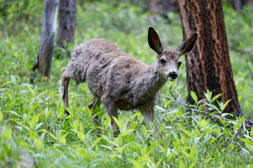 Odocoileus Virginianus in Alberta Canada
