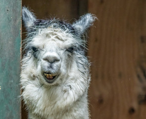 White and gray Alpaca (Vicugna pacos) standing in doorway with funny expressions