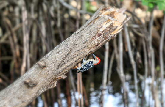 melanerpes carolinus Pivert de Floride Miami USA