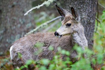 Odocoileus Virginianus in Alberta Canada