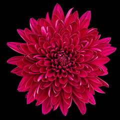 Red chrysanthemum flower, isolated on black background